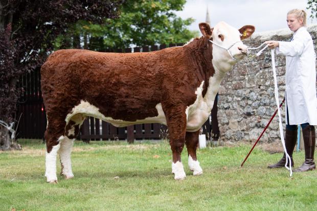 The Scottish Farmer: Native cattle champion was the Hereford from the Hodge family Ref:RH300722097 Rob Haining / The Scottish Farmer...