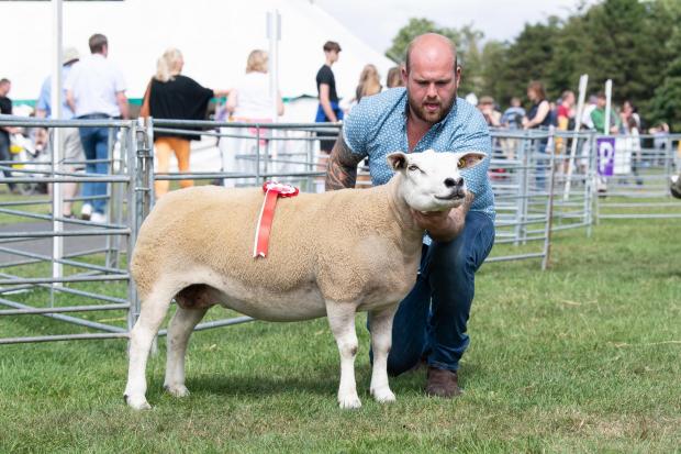 The Scottish Farmer: Non MV Texel champion was the ewe from Robert Rennie Ref:RH300722124 Rob Haining / The Scottish Farmer...