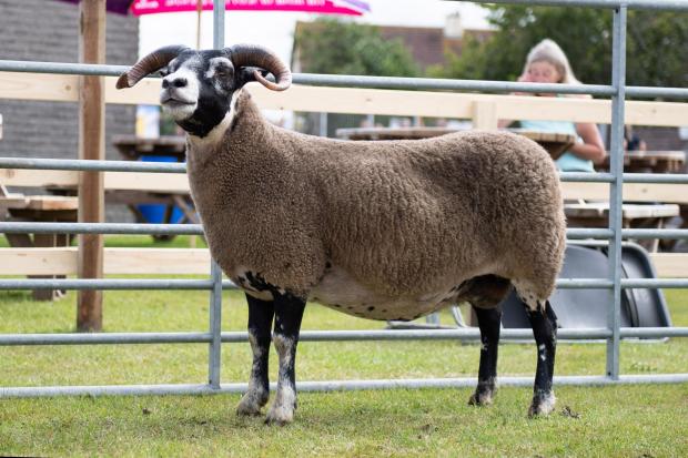 The Scottish Farmer: Inter-breed sheep champion was the Blackface from Balrazzie Ref:RH270722041 Rob Haining / The Scottish Farmer...
