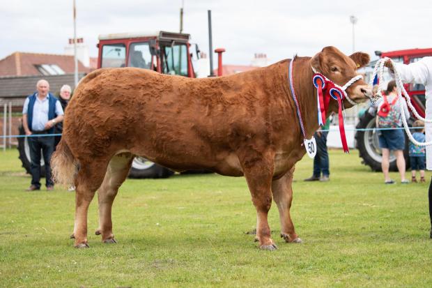 The Scottish Farmer: Interbreed cattle champion was the commercial cattle champion from the Vance Family Ref:RH270722054 Rob Haining / The Scottish Farmer...