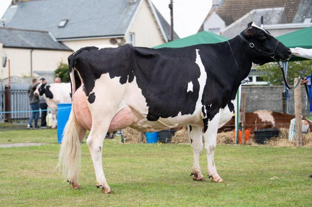 The Scottish Farmer: Overall Holstein champion was from the Cairnphat herd Ref:RH270722057 Rob Haining / The Scottish Farmer...