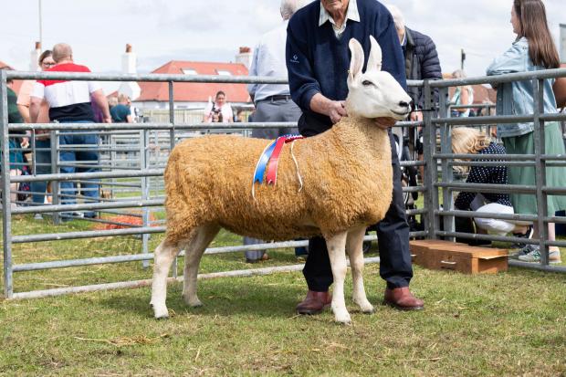 The Scottish Farmer: Border Leicester champion was from W and T Nelson Ref:RH270722046 Rob Haining / The Scottish Farmer...