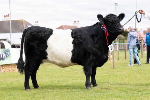The Scottish Farmer: Belted Galloway champion was from RKG Farms Ref:RH270722047 Rob Haining / The Scottish Farmer...