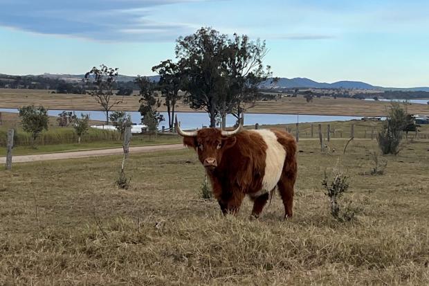 A Highland cross cow a long way from home – on a farm in Queensland, Australia