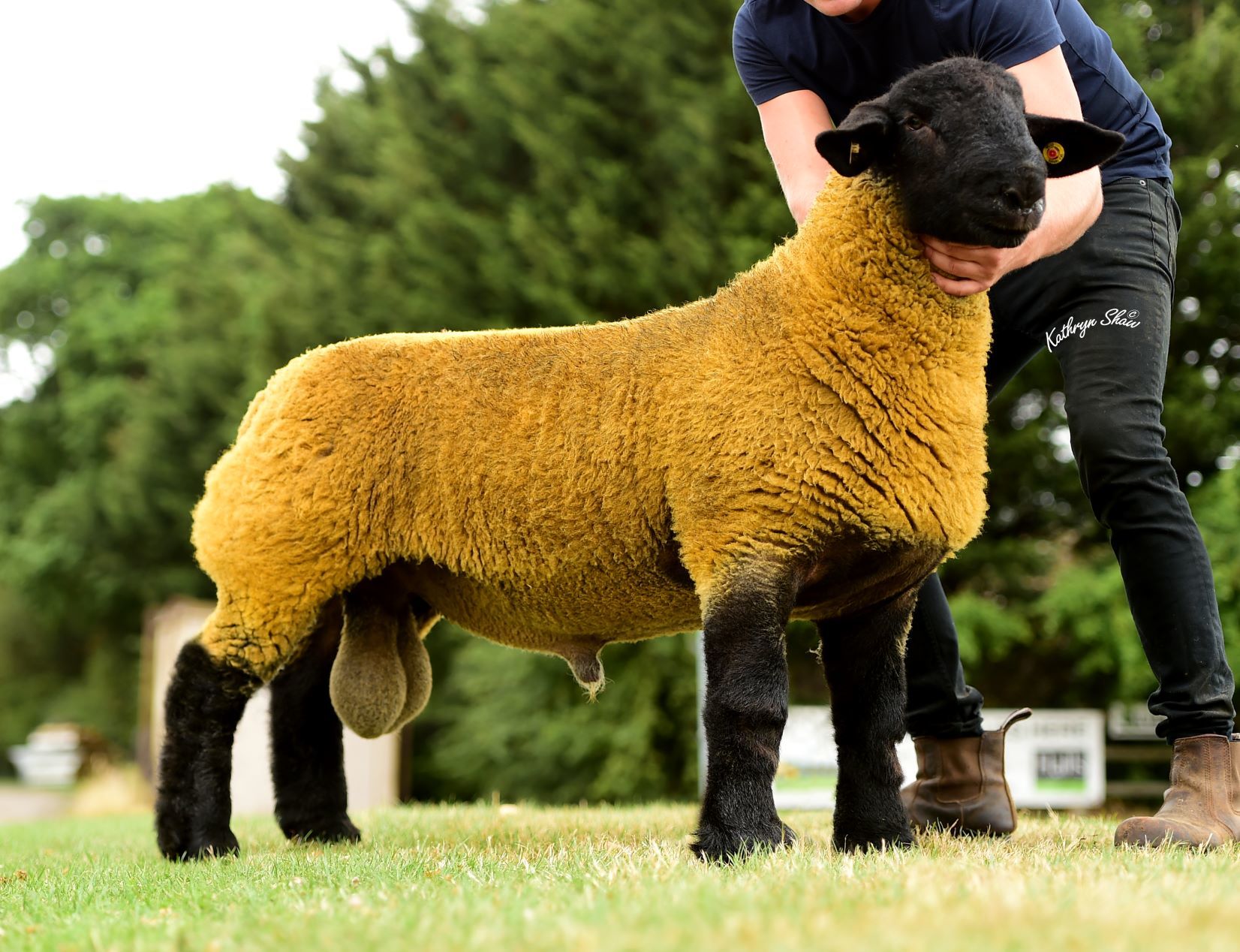 Suffolks sell to 23,000gns at National sale at Shrewsbury – Stewart Craft sells to 15,000gns - Vimarsana News