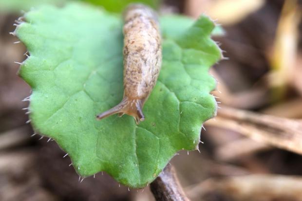 growers and advisers can brush up on their slug control skills with a new online Integrated Slug Control and Slug Pellet Application training module