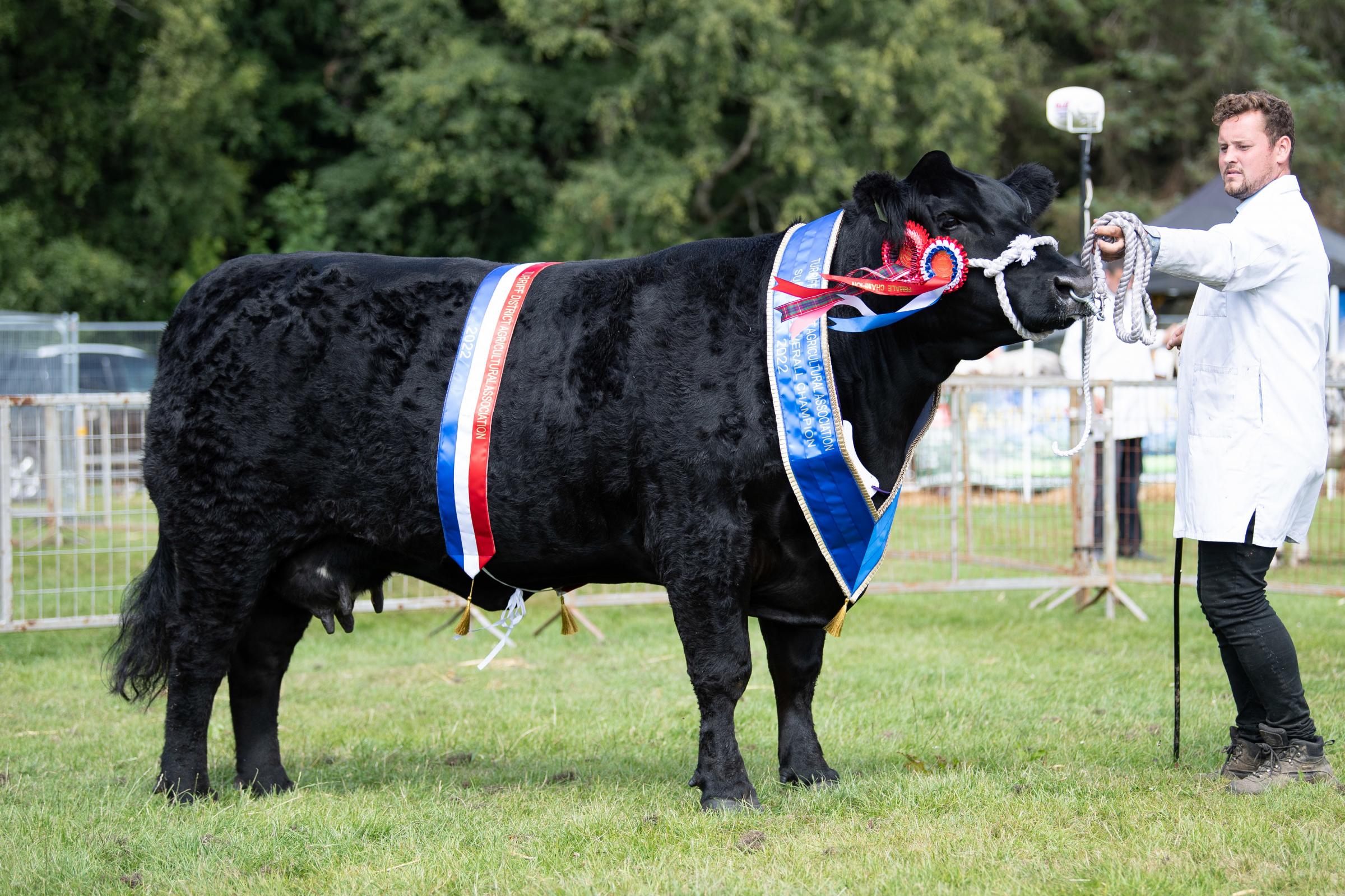 Tonley Lady Heather from Mark Wattie stood inter-breed cattle champion and took the overall champion of champions Ref:RH010822067 Rob Haining / The Scottish Farmer...