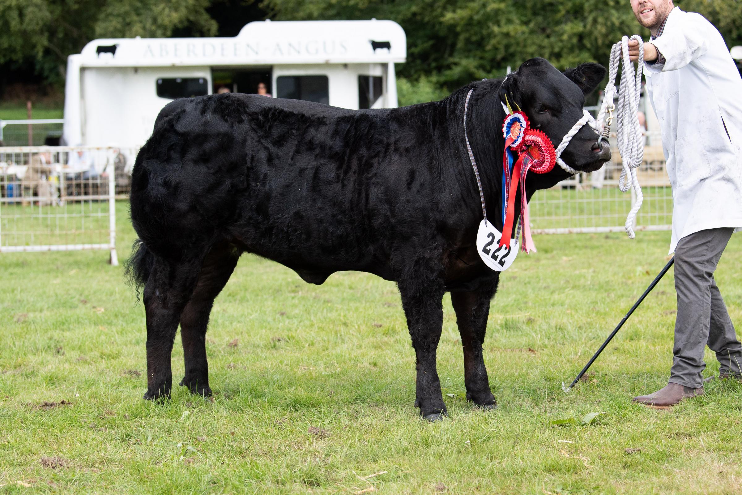 commercial cattle champion was from Mark Robertson Ref:RH010822048 Rob Haining / The Scottish Farmer...