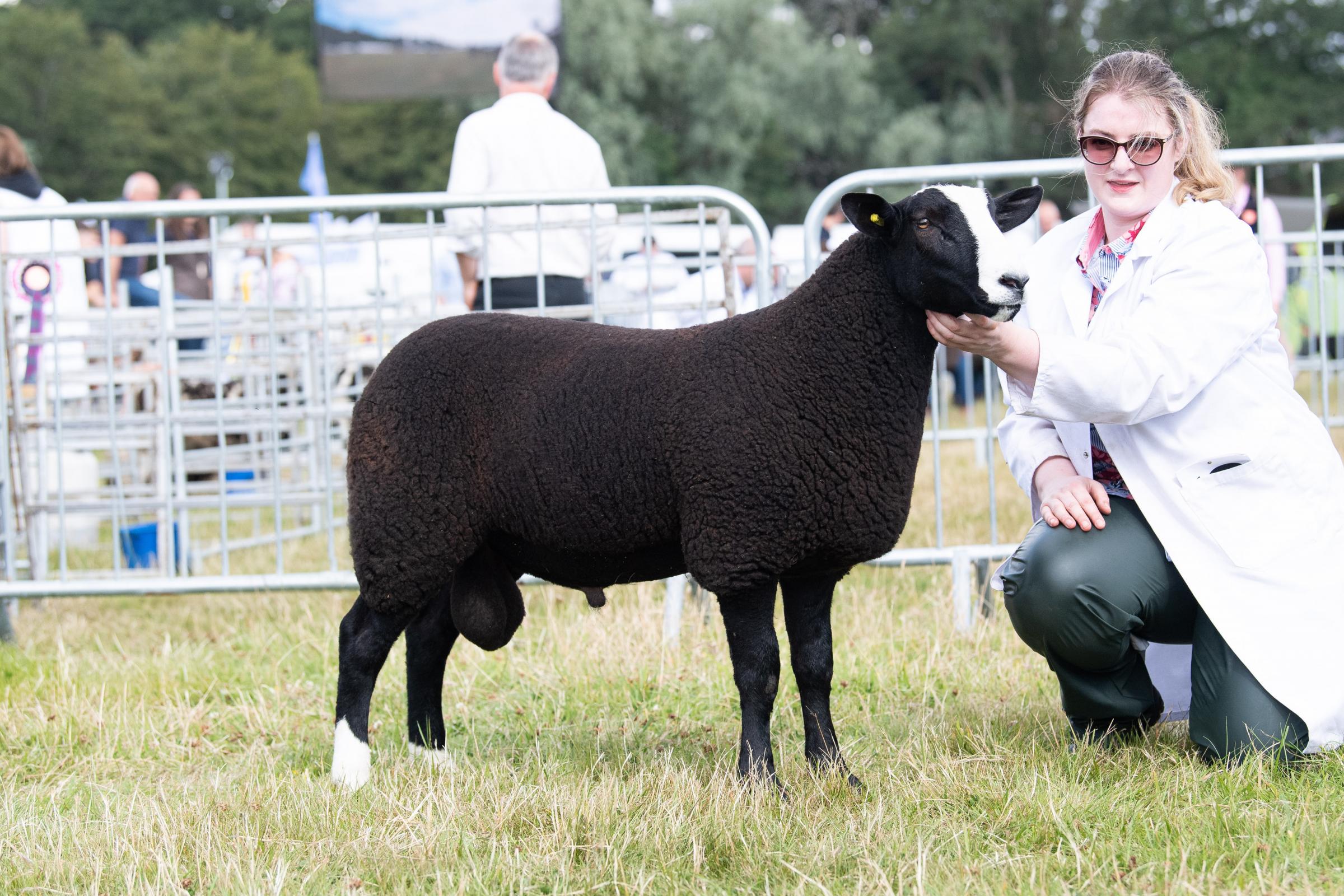 Sammy Stewarts ram lamb stood champion in the Zwartbles Ref:RH010822027 Rob Haining / The Scottish Farmer...