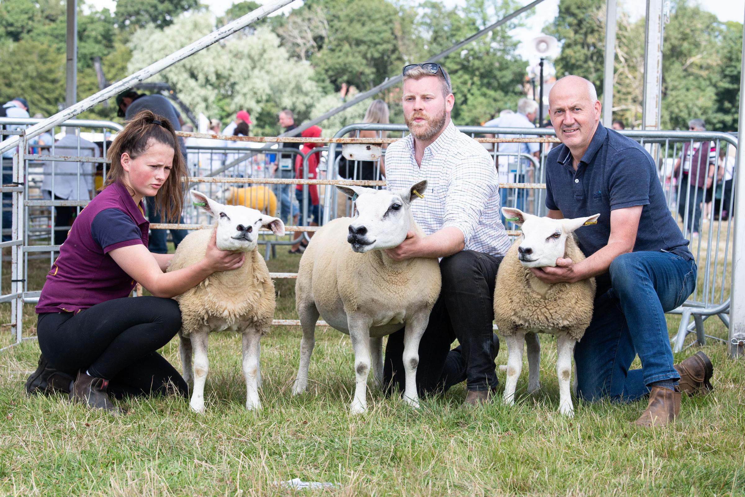 Ron Wilkies ewe with lambs won the best pen of cross sheep Ref:RH010822032 Rob Haining / The Scottish Farmer...