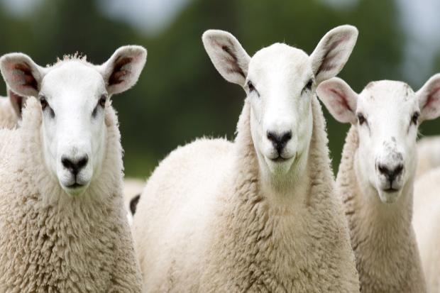 French farmers fear a trade deal with New Zealand would see thousands of tonnes of half price lamb htting their shelves