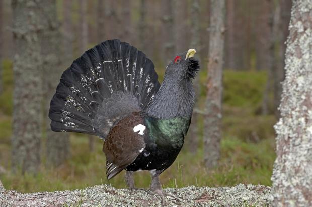 A Capercaillie male on display