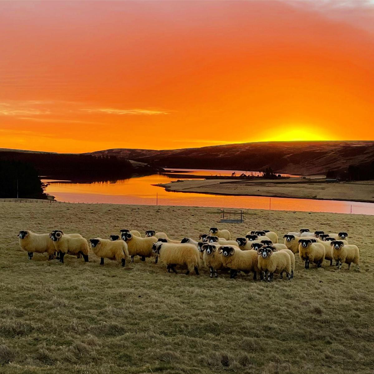 Kirsty Taylor - Sunrise over blackie tup lambs (Scottish Borders)