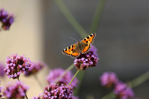 Nows the time to look after the butterflies in your garden, especially if you're taking part in the Big Butterfly Count!