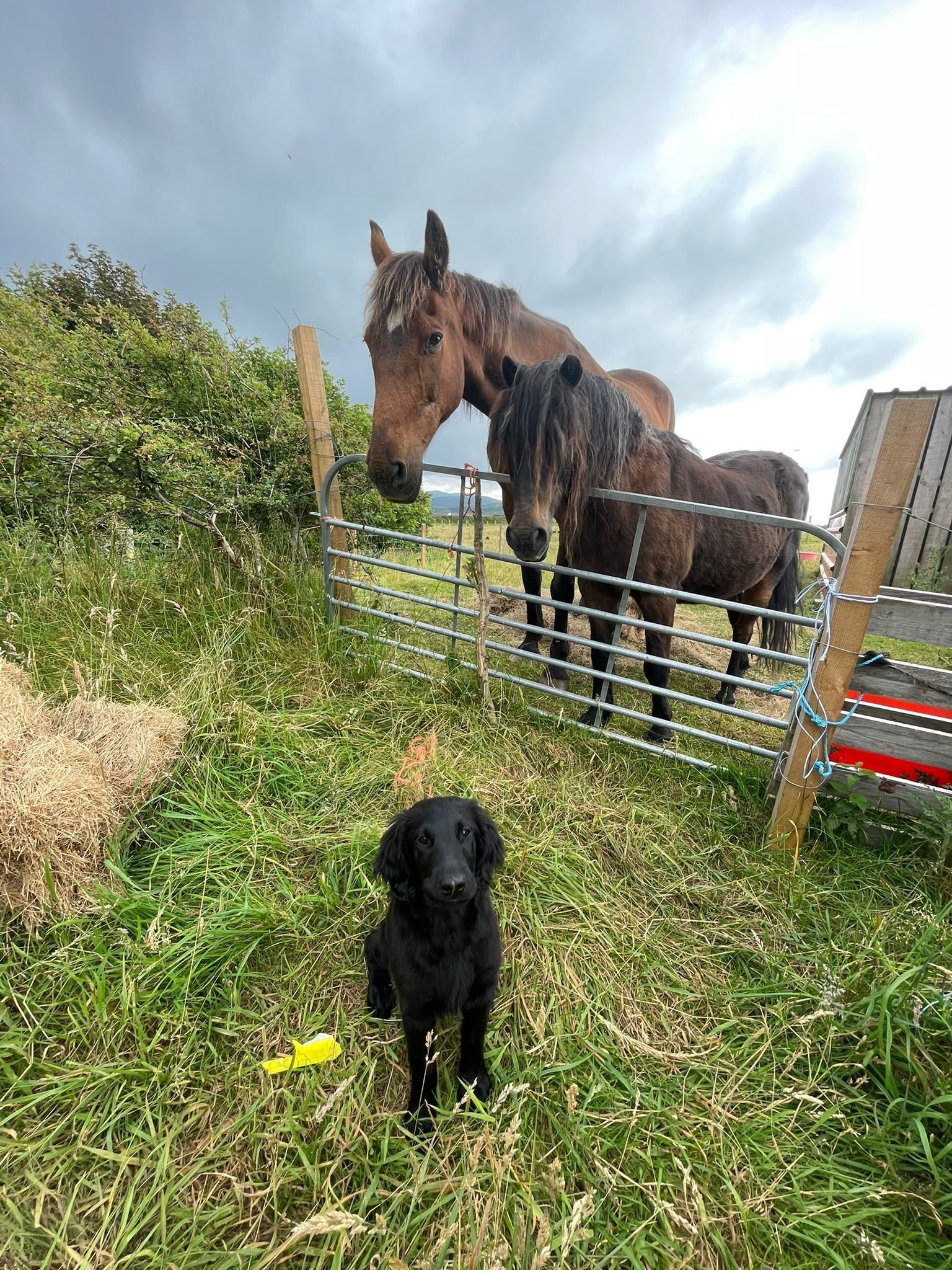 New puppy Tiggy, a flat coated retriever, looks on at the clipping antics with Hansel and Muffin