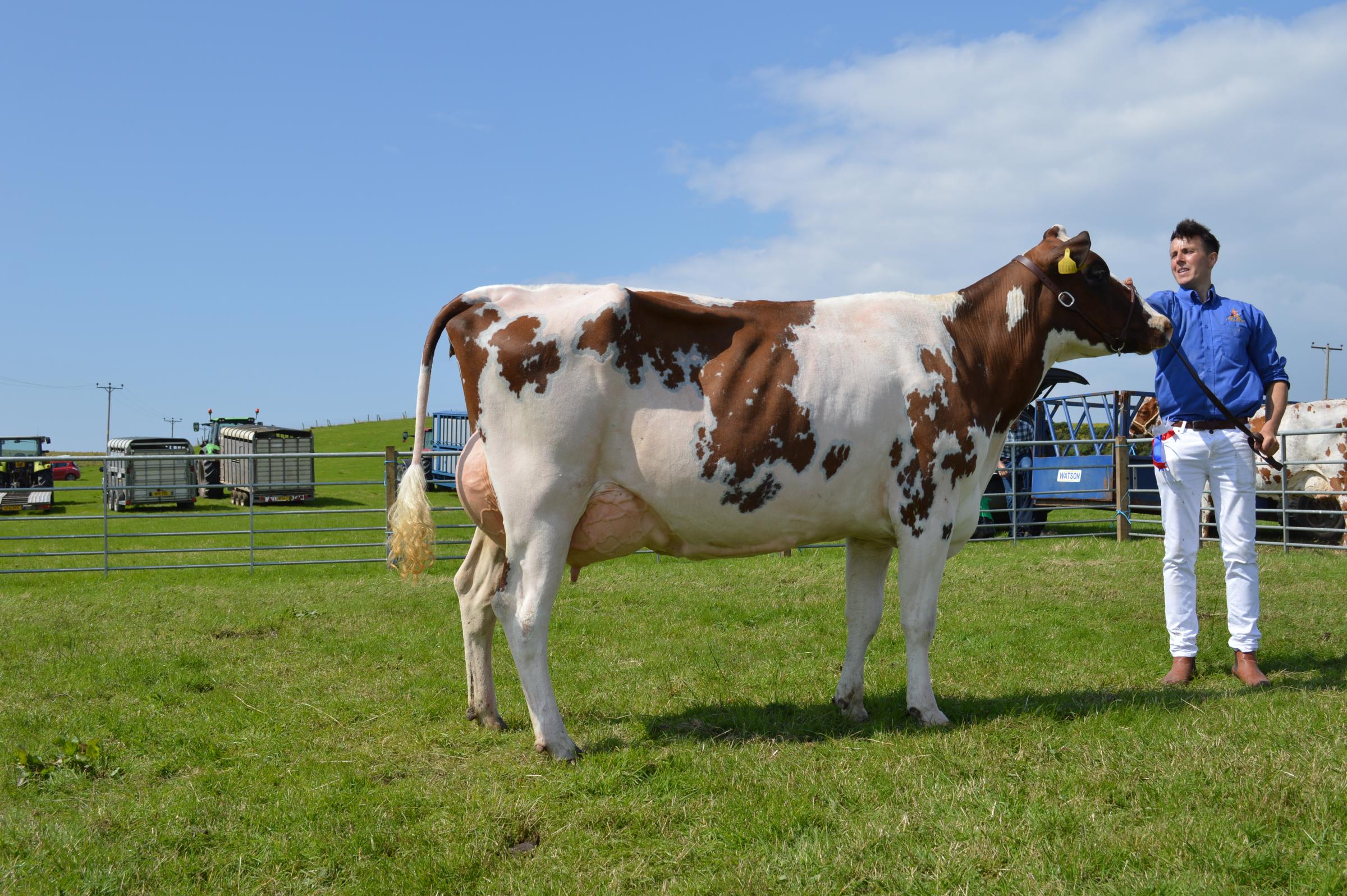 The dairy inter-breed went to the Ayrshire winner