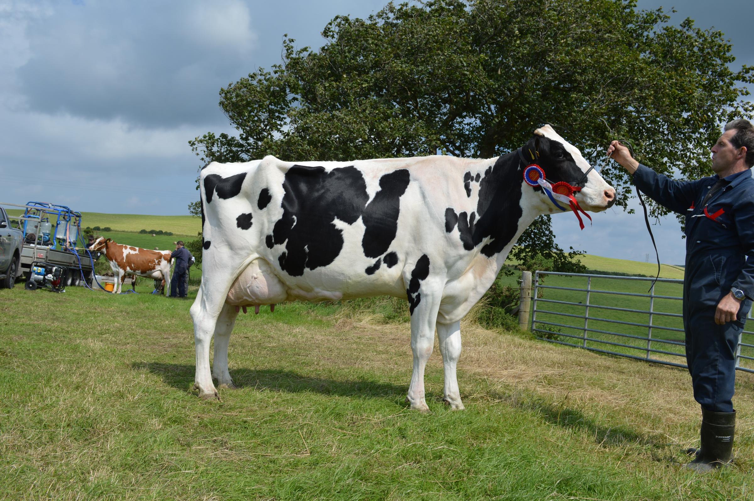 The Holstein champion came from G Semple, Kilkeddan,
