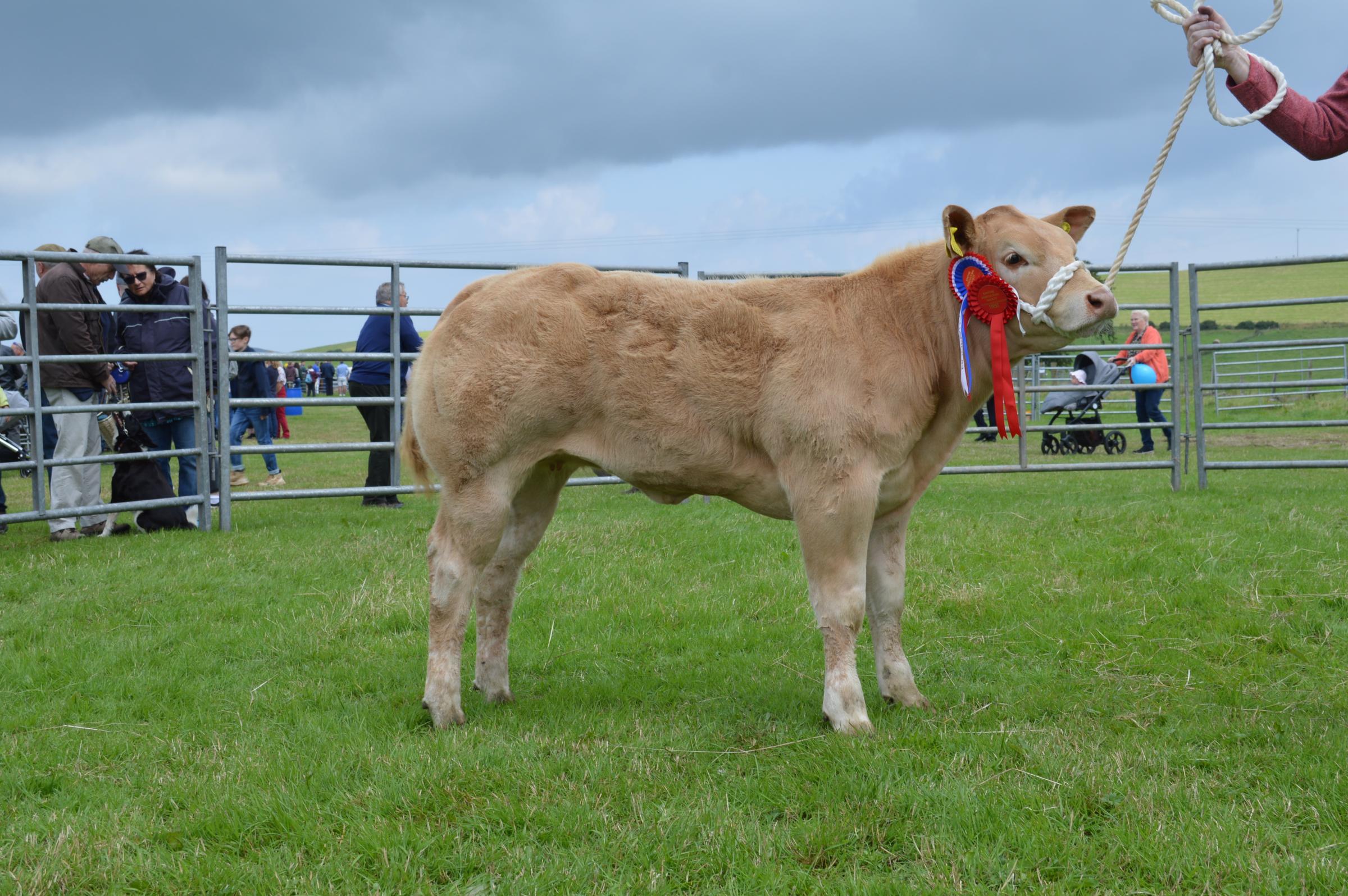 Duncan Semple produced the overall beef champion with this Charolais cross heifer 