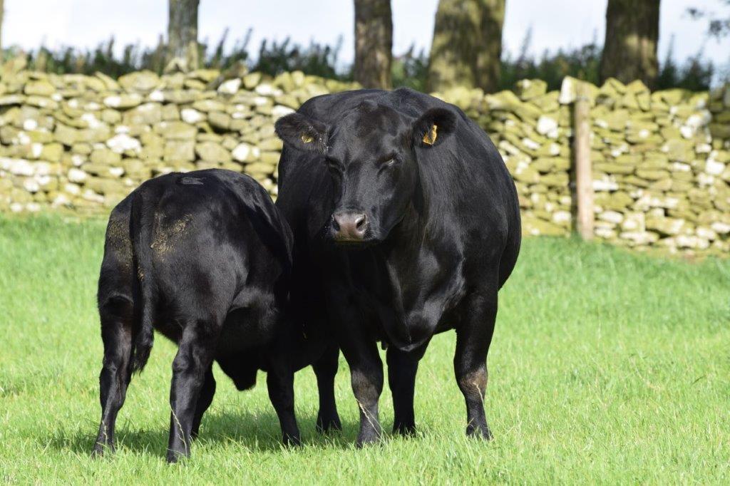 the herd split between Spring and Autumn calvers to ensure there are bulls available at all ages all year round