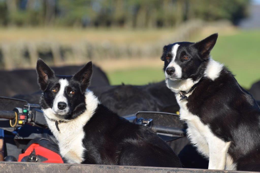 Nothing would go right without the two collie dogs! 
