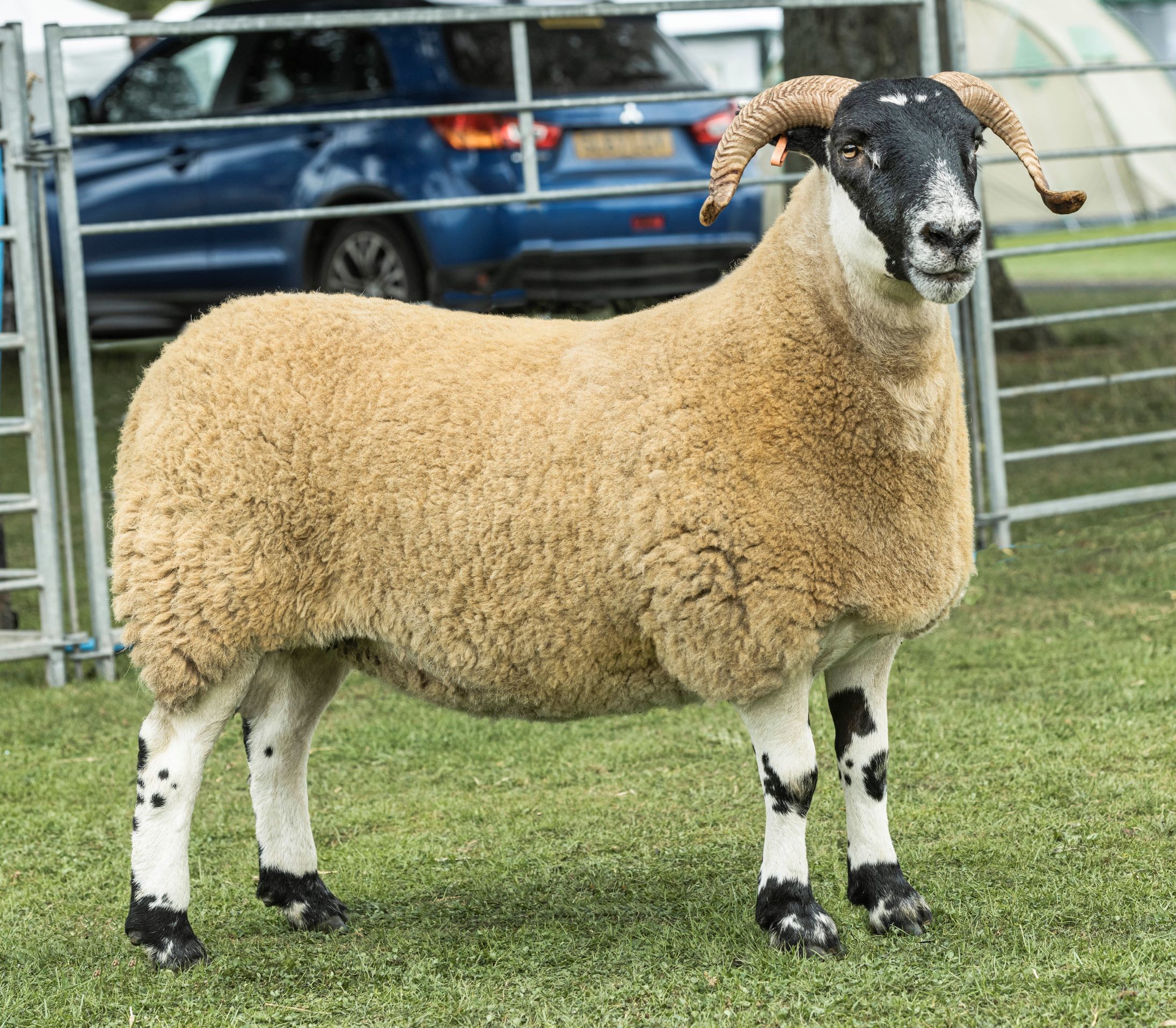 Supreme sheep was the North-type Blackface champion from Tom and Mairi Paterson and son Robert, Craigneich