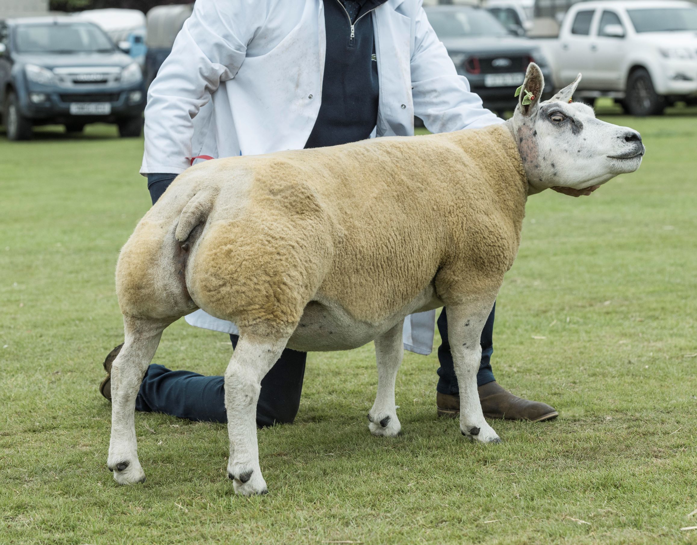 Sinclairs Daisy the Beltex supreme from Alan Miller was reserve overall sheep