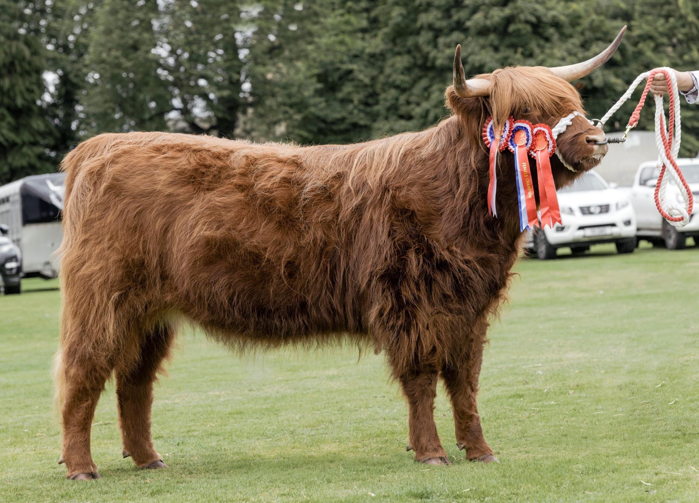Bryor Rose of Rannoch was Highland cattle champion for Bryon MacNaughton