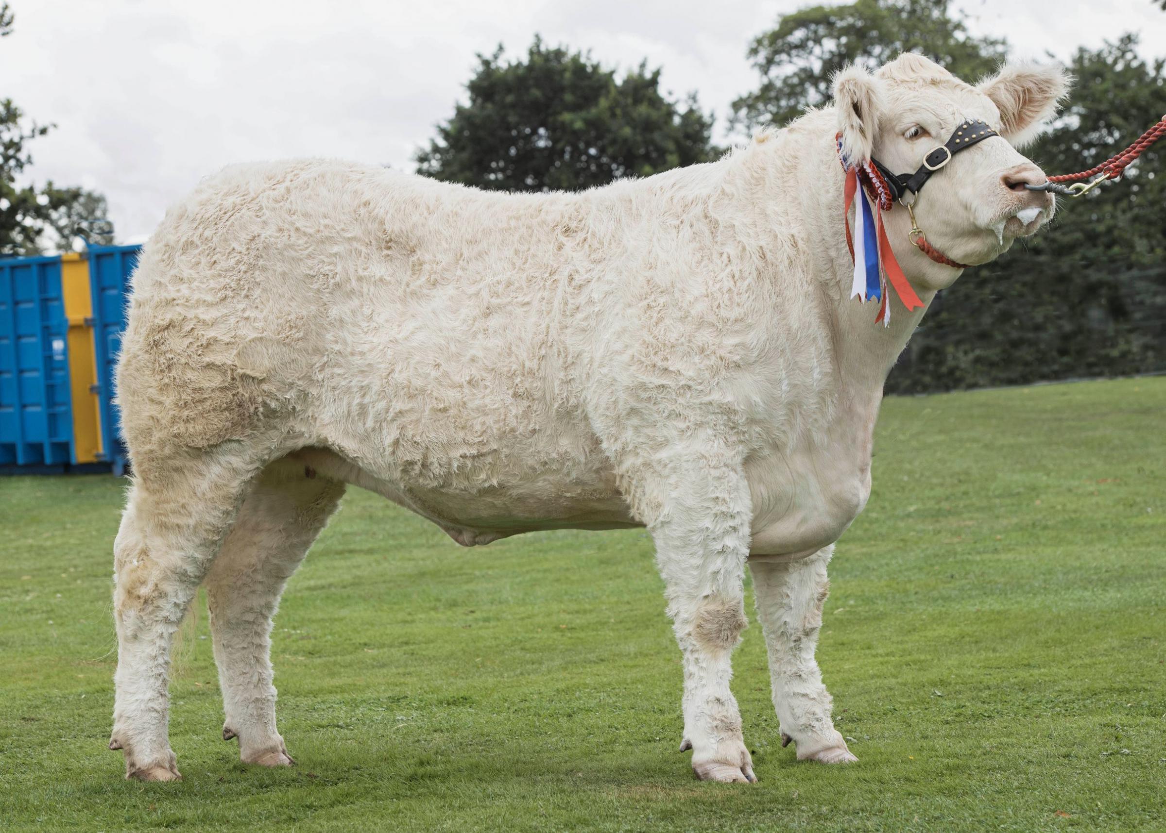 Burradon Raquel was the top Charolais and reserve inter-breed beef