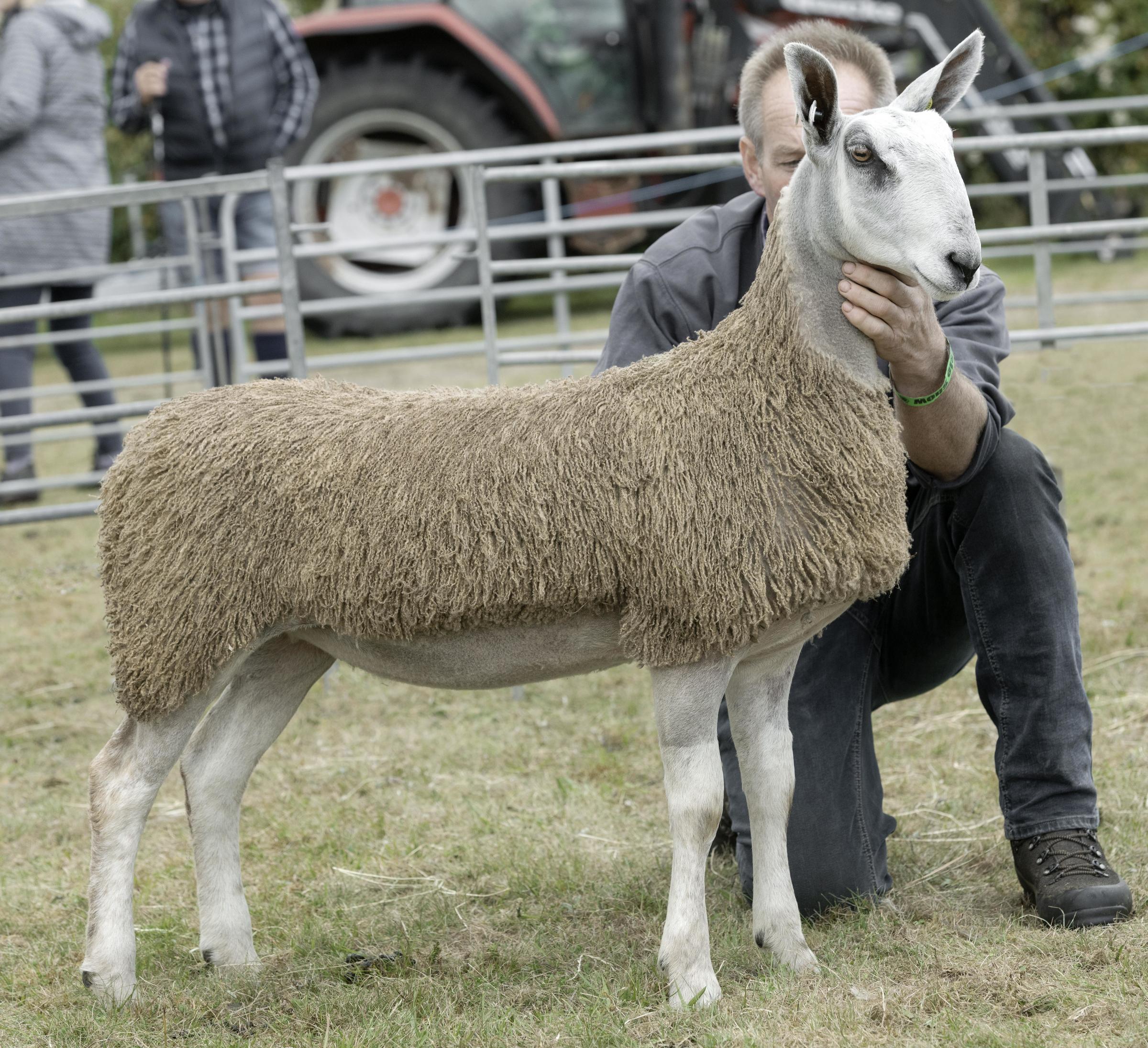 BFL Champion Ewe Lamb from Raymond Baynes, Blackford Farm, Croy.