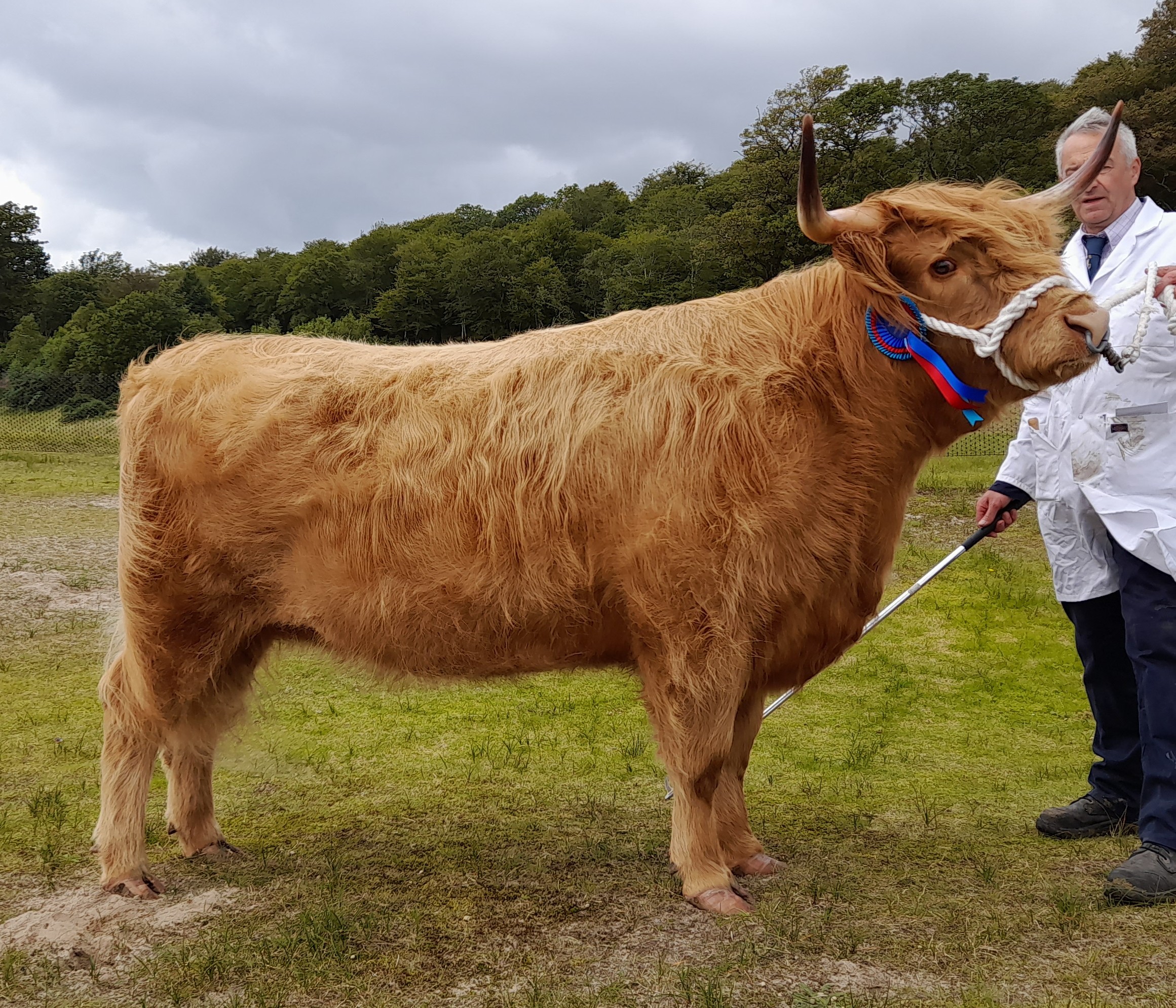 Highland cattle supreme and reserve inter-breed beef from Willie McLean