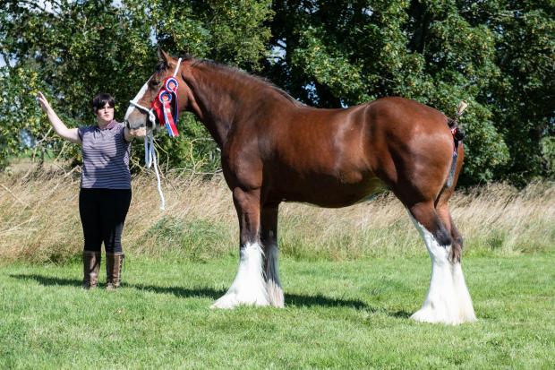 Holmhead Molly from William Gemmell stood Clydesdale champion and overall show champion Ref:RH040822033  Rob Haining / The Scottish Farmer...