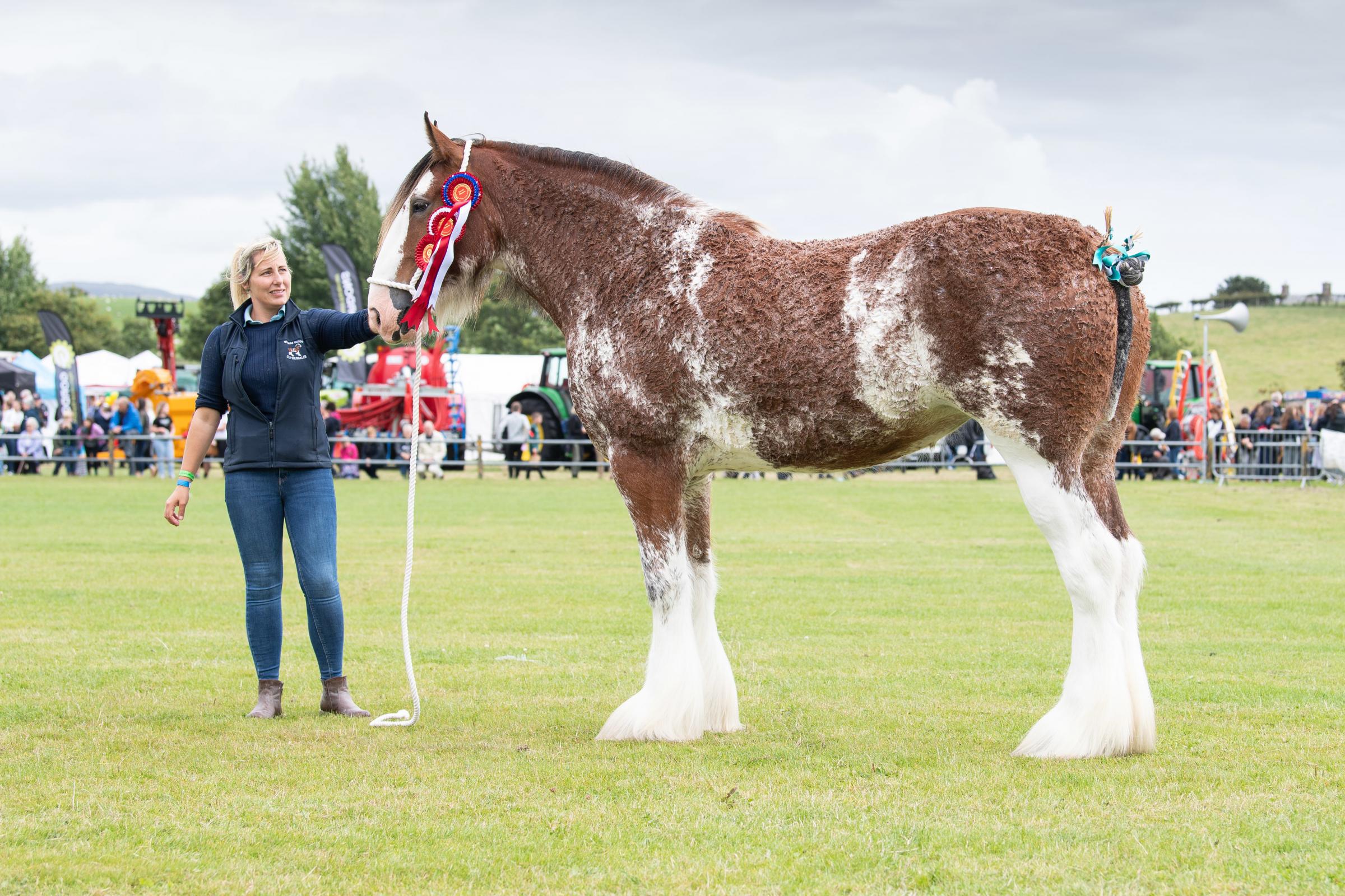 Burgess Outon Miracle stood overall Clydesdale champion for Colleen MarshallRef:RH030822052 Rob Haining / The Scottish Farmer...