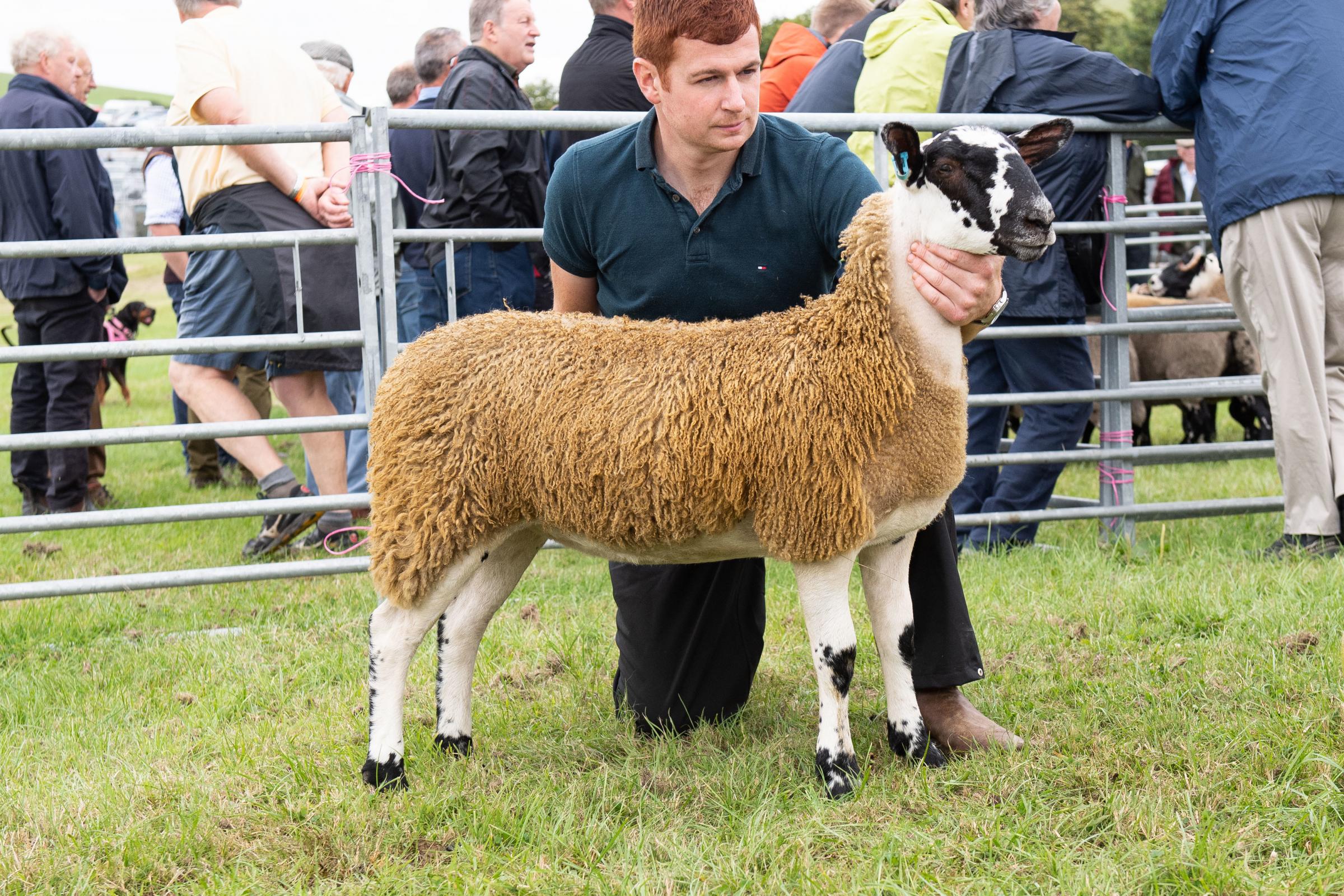 Andrew McQuistin stood champion in the Mule section Ref:RH030822034 Rob Haining / The Scottish Farmer...