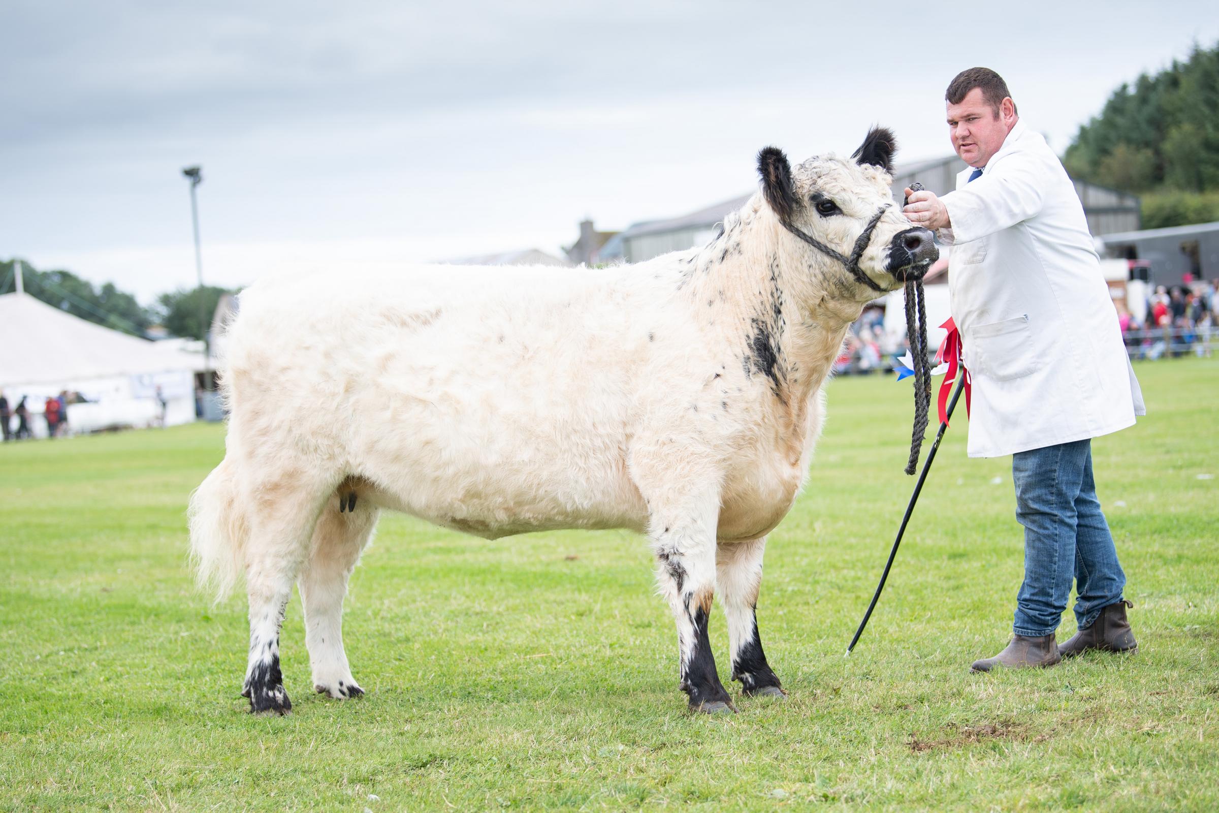 White Galloway champion was from the Ross family Ref:RH030822051 Rob Haining / The Scottish Farmer...