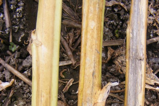 Verticillium stripe affects the core of the OSR plant, leading to reduced seed size and yield