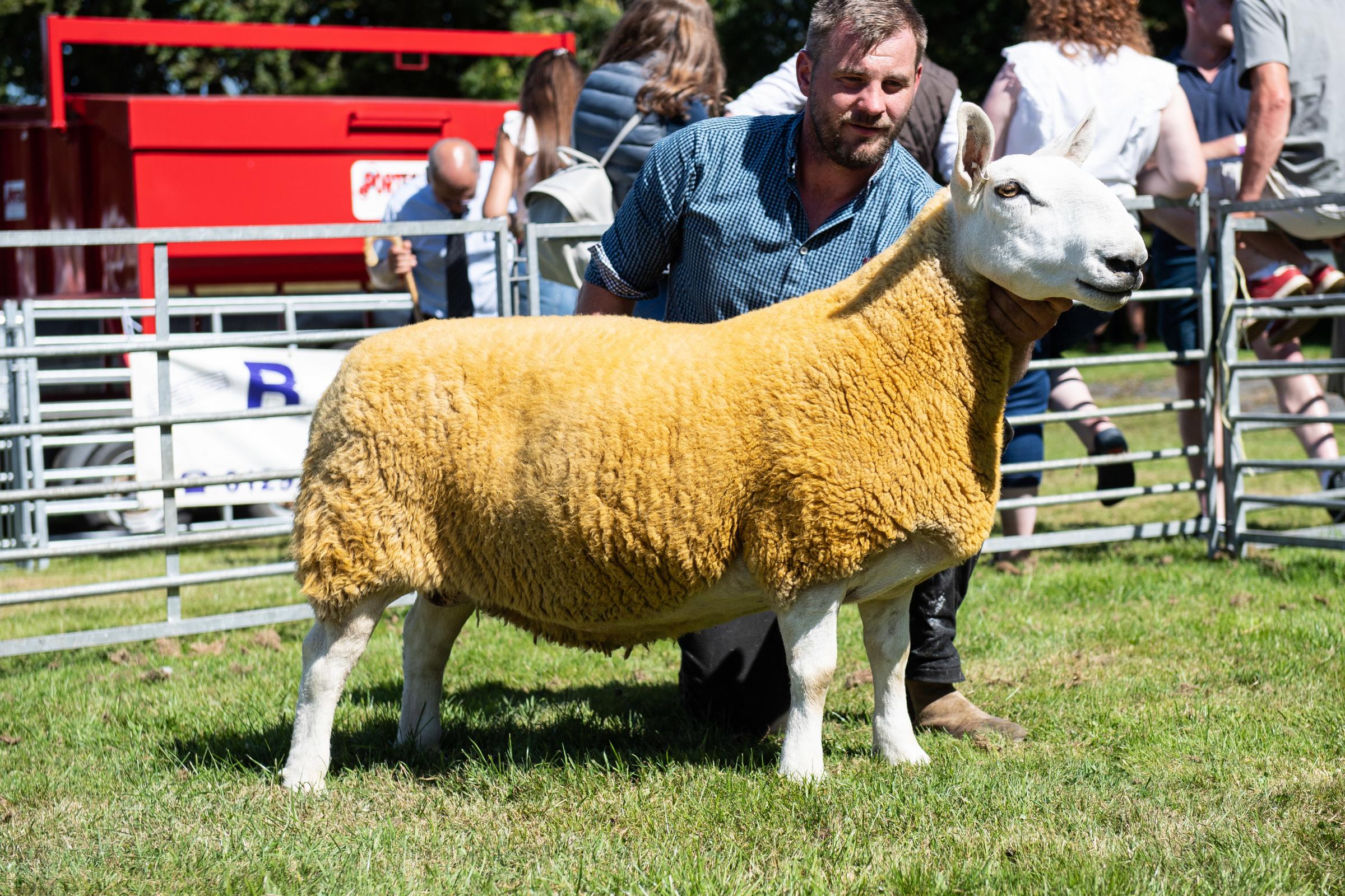 Sheep inter-breed winer was the AOB champion from the Future Livestock team, Cammy Jackson and Rachel Hamiltion Ref:RH100822029 Rob Haining / The Scottish Farmer...