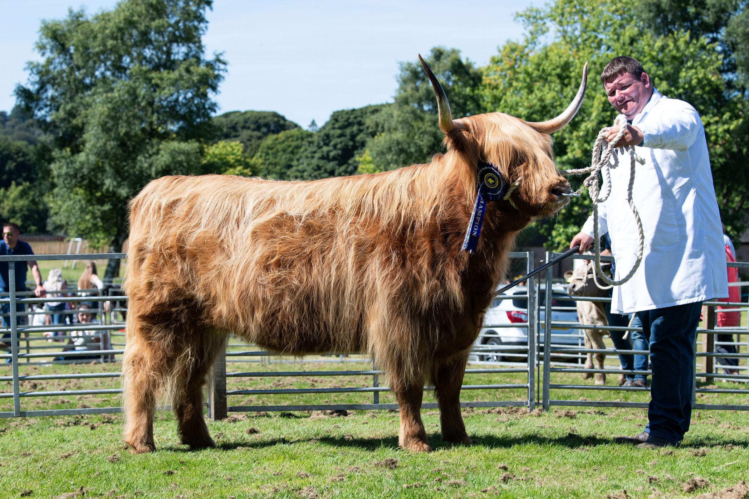 The Stricklands Cassie Ruadh of Cladich stood champion in the Highland section Ref:RH100822032 Rob Haining / The Scottish Farmer...