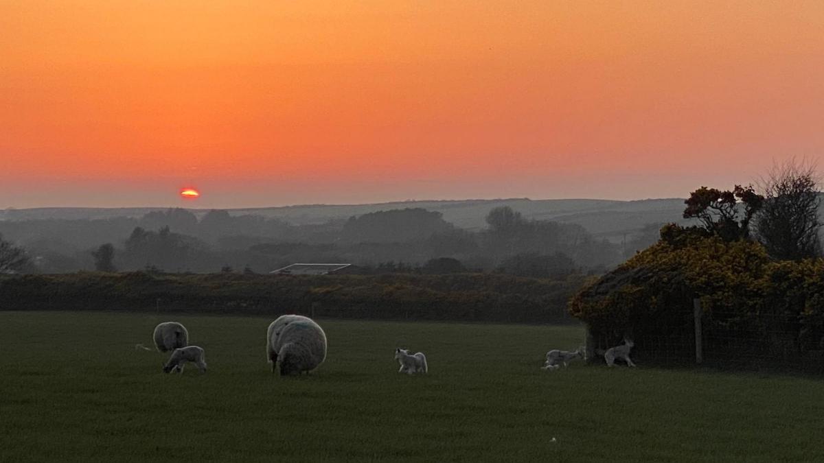Jo Brew - Sunset and lambing going well