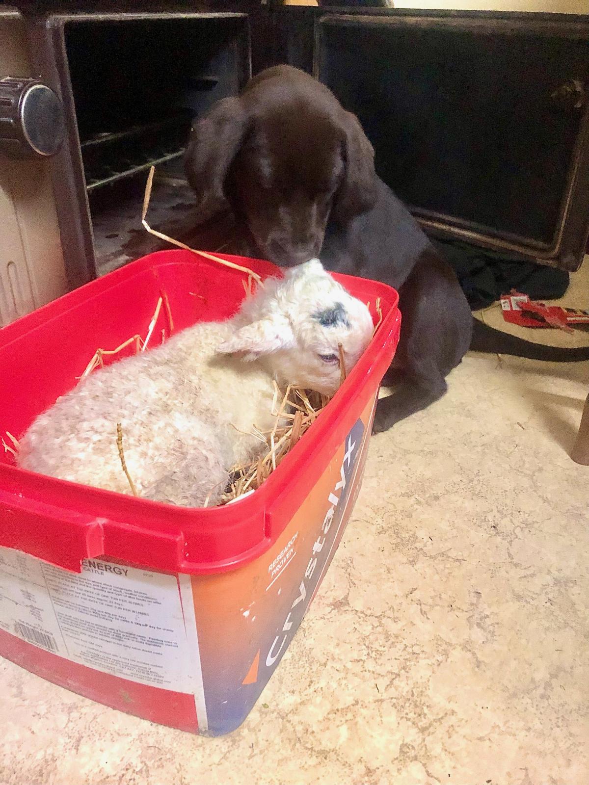 Sarah Bateman (Langholm Farm) -  Luna the chocolate lab trying to be friends with the lamb or just jealous she’s getting all the heat!