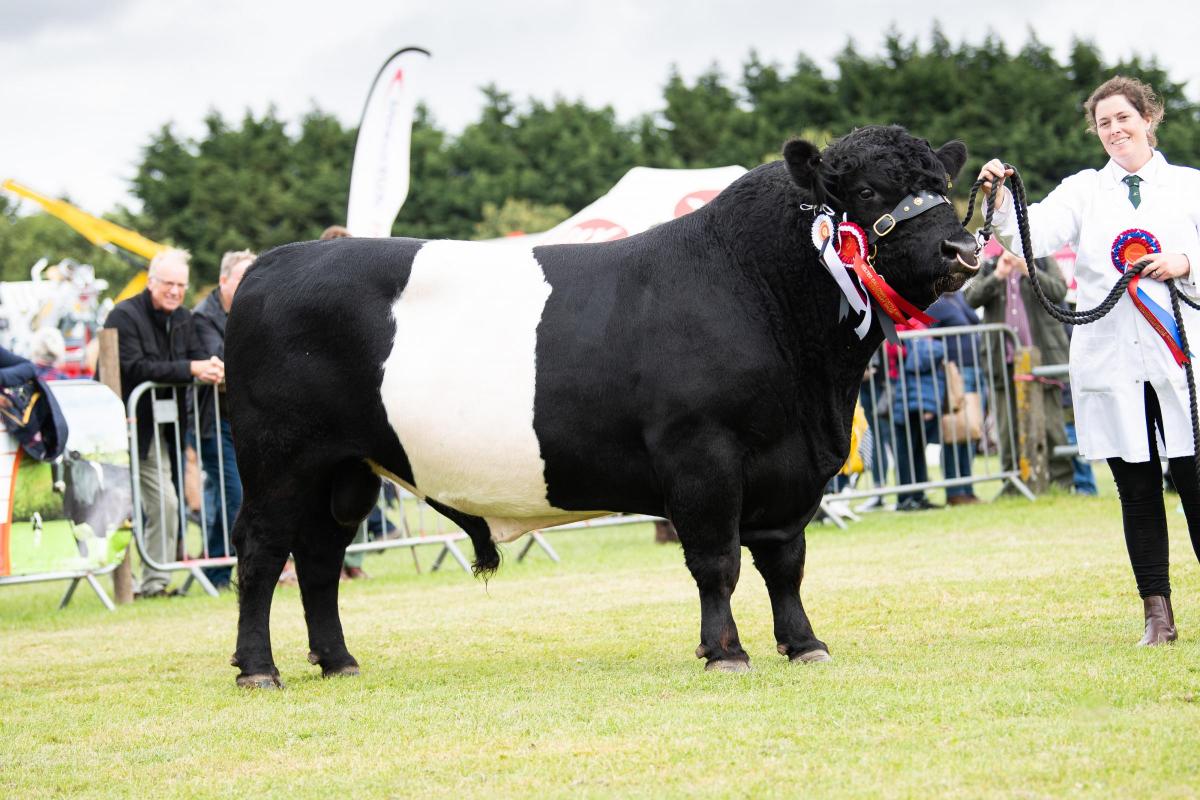 Bigginvale Lighting from the Adams family stood Belted Galloway champion and Wigtown champion of champions Ref:RH030822050  Rob Haining / The Scottish Farmer...