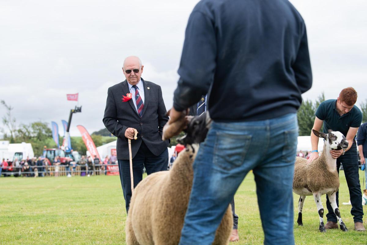 Colin McKay takes a look over the sheep breed champions in the show overall championship Ref:RH030822056  Rob Haining / The Scottish Farmer...