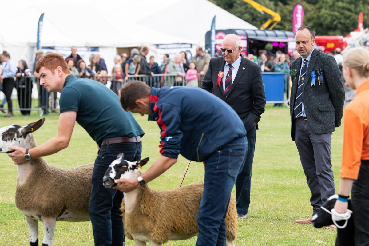 Colin McKay takes a look over the Blackface breed champions in the show overall championship Ref:RH030822058  Rob Haining / The Scottish Farmer...