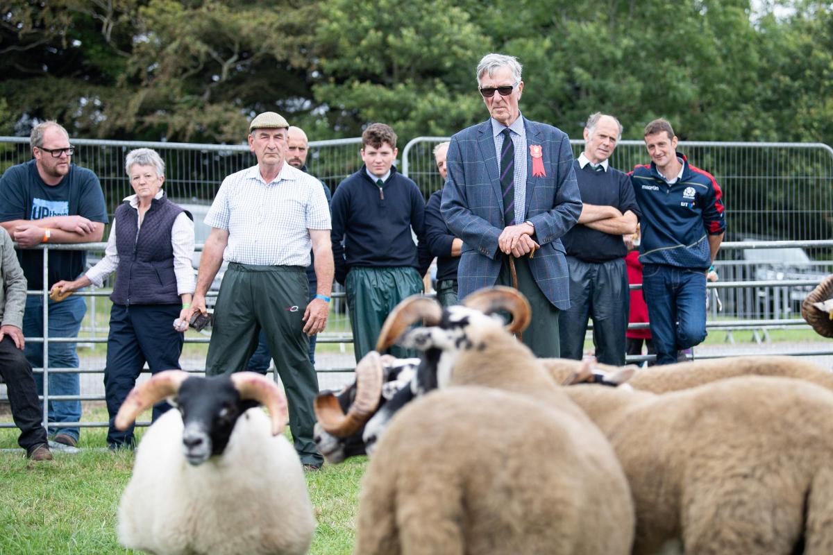 David Shedden cast his eye over the Blackface sheep entries Ref:RH030822039  Rob Haining / The Scottish Farmer...