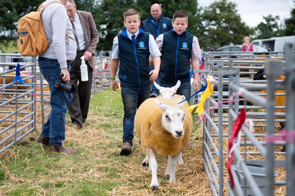 The beachy boys head to the ring with their Beltex entries Ref:RH030822037  Rob Haining / The Scottish Farmer...