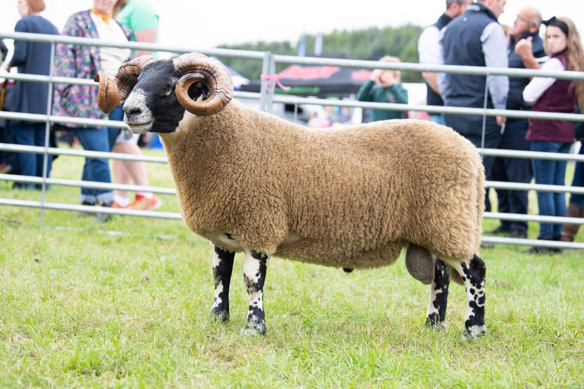 Toppin the Blackie section was this ram from Drannandow Ref:RH030822042  Rob Haining / The Scottish Farmer...