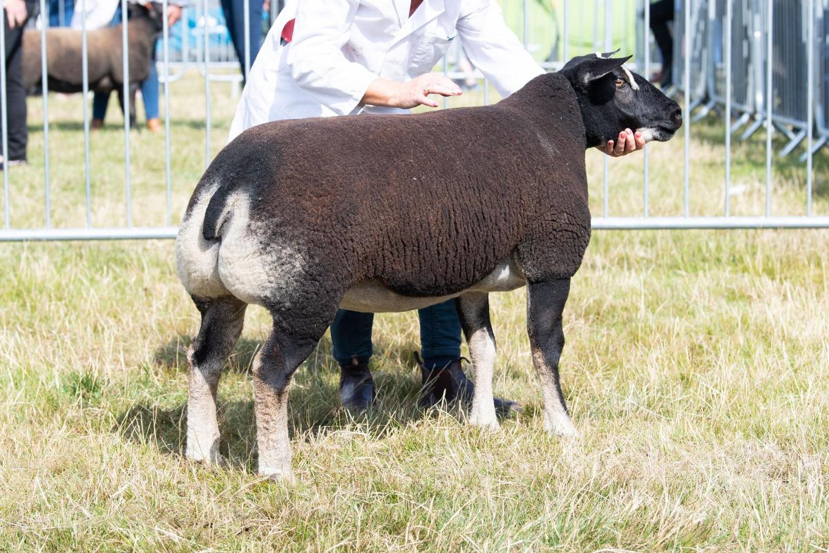 AOB accredited champion was the Badgerface Texel from the Hunters Ref:RH010822028  Rob Haining / The Scottish Farmer...