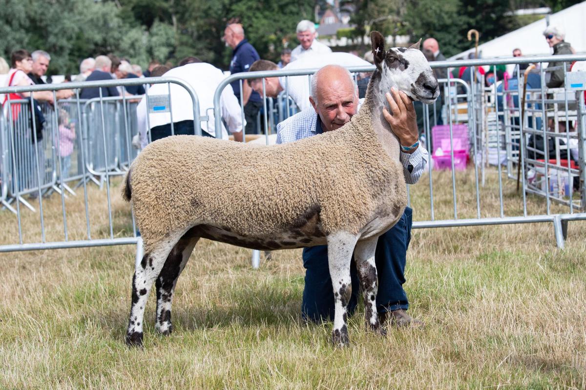 Blue Faced Leicester champion was the ewe from JK Hunter Ref:RH010822026  Rob Haining / The Scottish Farmer...
