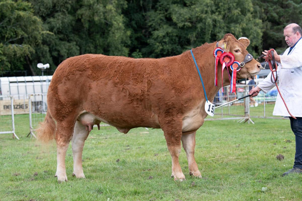 Champion Limousin was from the Emslie family Ref:RH010822047  Rob Haining / The Scottish Farmer...