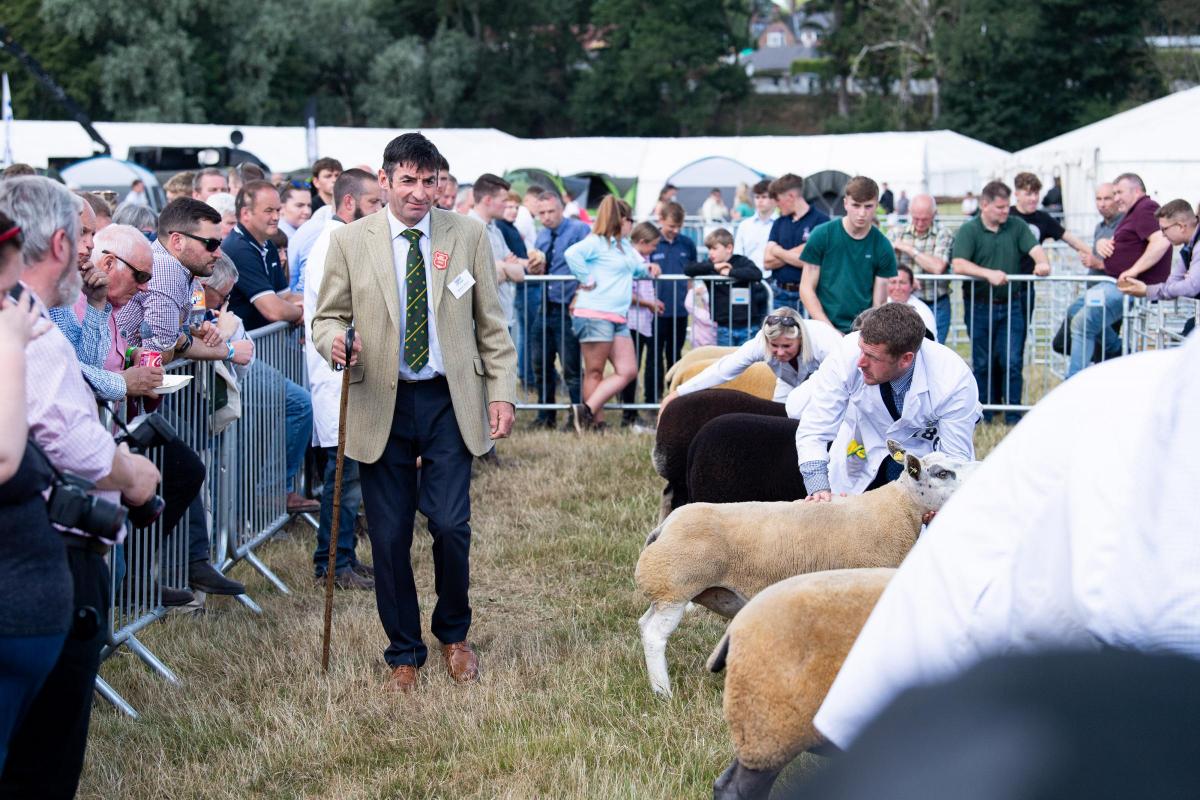 Hamish Dykes takes a final walk down the sheep line up before tapping out his overall champion  Ref:RH010822040  Rob Haining / The Scottish Farmer...