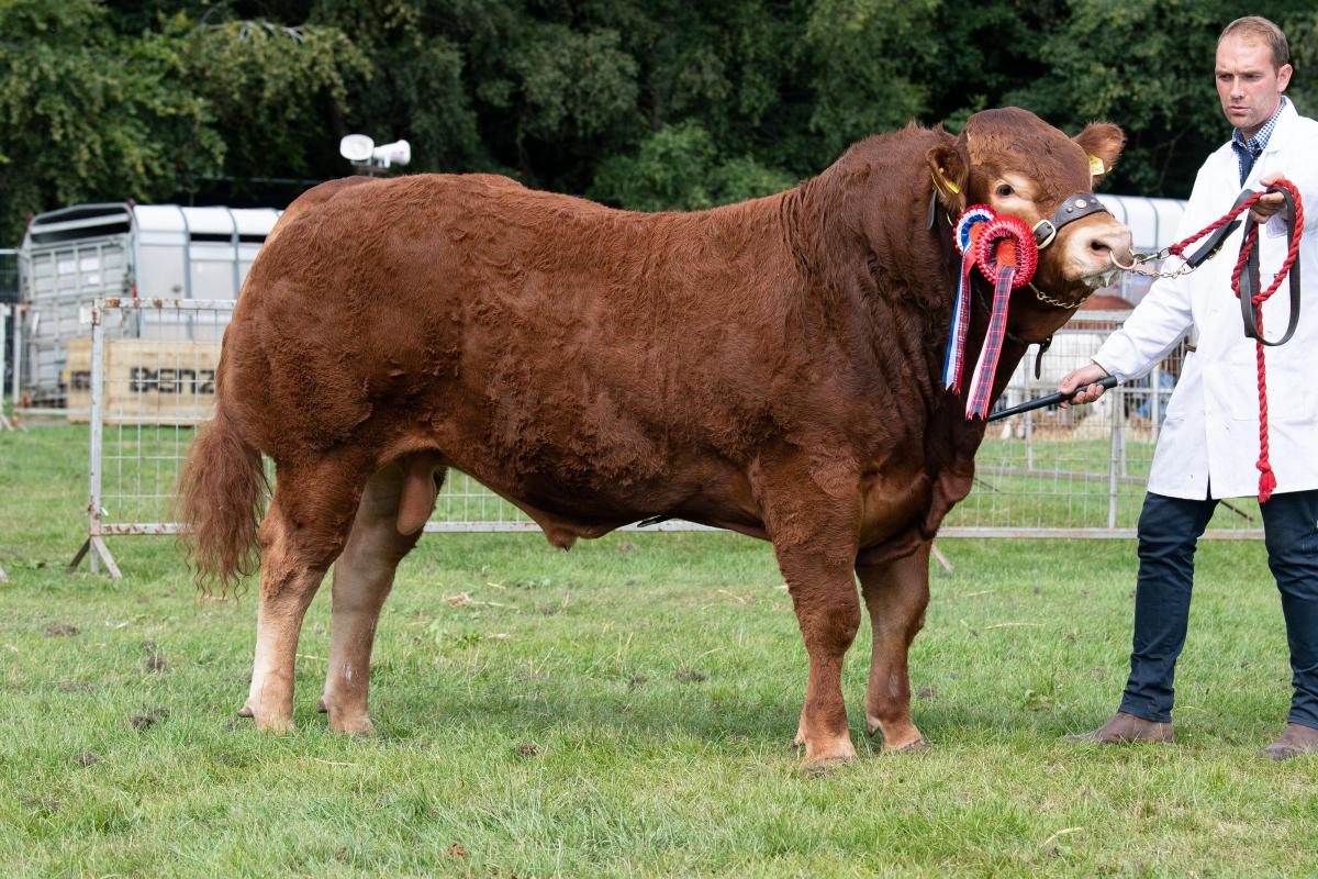Inter-breed junior bull champion from JK Hunter Ref:RH010822070  Rob Haining / The Scottish Farmer...